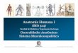 Anatomía Humana I - · PDF fileCurso Anatomía Humana I / Kinesiología Prof. Cristián Uribe Mg Cs 2010 •• Deposito de sales. Tipos de articulaciones I. FIBROSAS II. CARTILAGINOSAS