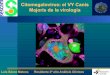 Citomegalovirus: el VY Canis Majoris de la virología · PDF file · 2016-09-02• Índice anticuerpos IgM = o > 1.1 positivo ... • La primoinfección durante el embarazo ocurre