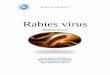 Rhabdoviruses - جامعة الملك سعودfac.ksu.edu.sa/sites/default/files/rabies_virus_0_0.pdf · Rhabdoviruses are approximately 180 nm long and 75nm wide. ... Rabies virus