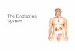 The Endocrine System - جامعة آل البيت Endocrine System . 2 ... gland, the adrenal cortex and gonads: in this way the brain ... corpus luteum; stimulates androgen secretion