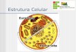 Estrutura Celular - profmariocastro | Blog Educacional principal função das reações oxidativas nos peroxissomos é a quebra de moléculas de ácidos graxos, em um processo denominado