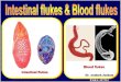 Blood flukes Intestinal flukes - med.cmu.ac.th€¦ · INTESTINAL FLUKES Approximately 40 species were reported in Thailand 50 million people are infected Most of intestinal flukes