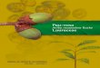 Pau-rosa · Pau-rosa Aniba rosaeodora Ducke Lauraceae MANUAL DE SEMENTES DA AMAZÔNIA ANO 2003 FASCÍCULO 3