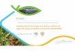 III Jornadas sobre Gestión Eficiente del Agua AQUACROP DEL SUELO AGUA SUBTERRÁNEA respuesta del cultivo a cambios ambientales Análisis de los rendimientos Optimización de la productividad