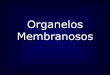Presentación de PowerPointecaths1.s3.amazonaws.com/biologia2011/304316862.7...• Fase I: se produce la oxidación de las drogas por medio de un “sistema oxidativo de función mixta”