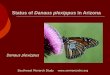 Status of Danaus plexippus in Arizona - - SERchapter.ser.org/southwest/files/2016/03/SER-Gail-Morris...Status of Danaus plexippus in Arizona ... Photo by Robbie Hannawacker. ... Canelo