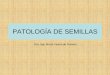 PATOLOGÍA DE SEMILLAS - ecaths1.s3.amazonaws.comecaths1.s3.amazonaws.com/fitopatologia/173939372.PATOLOGÍA DE... · importante para evitar o reducir la dispersión de los patógenos