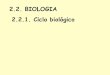 2.2. BIOLOGIA 2.2.1. Ciclo biológico - feis.unesp.br · Oligonychus aff. santoantoniensis Formas quiescentes Eutetranychus banksi Tetranychus urticae Department of Horticultural