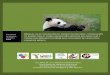 manual de cultivo de bambúeconomia.unam.mx/cechimex/chmxExtras/documentos/...1 MANUAL PARA LA PRODUCCIÓN DE BAMBÚ Y MANEJO NUTRICIONAL DEL PANDA GIGANTE (Ailuropoda melanoleuca)