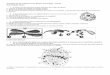 Preguntas PAU núcleo - lfgrancanaria.com · A la izquierda se muestra una microfotografía y un esquema de la misma zona de una célula. a) ... Mitocondria Aparato Golgi Cloroplasto