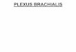 PLEXUS BRACHIALIS - Veřejné služby Informačního …½NÍ PLETEŇ (plexus brachialis) • pažní nervová pleteň je tvořena spojkami z předních větví pátého až osmého