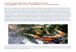 Cá Koi Qua Ống Kính các Nhiếp Ảnh Gia n, Bá Tước ...huongduongtxd.com/cakoiquaongkinh.pdfPhoto by Deep Water và hai photos bên d ưới Cuối cùng là hai photos chụp
