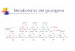 Metabolismo del glucógeno - uv.es · • El Glucógeno consiste en un polímero muy grande y ramificado de moléculas de glucosa, unidas por dos tipos de enlace: α-1,4 y α-1,6