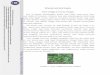 TINJAUAN PUSTAKA -   II... · PDF filetemu mangga (Curcuma mangga Valeton & v. ... taksonomi Curcuma mangga dapat ... Curcuma domestica val