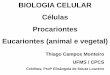 BIOLOGIA CELULAR Células Procariontes Eucariontes …cpcs.sites.ufms.br/files/2013/04/Aula-02_Biologia_celular.pdf · Visão panorâmica da célula Níveis de resolução: 1km 103