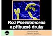 pseudomonas - .• Dříve Pseudomonas cepacia • Původněpůvodce hniloby cibule • Oportunní