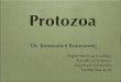 Protozoa - Pirun Web Serverpirun.ku.ac.th/~fscibtb/download/PROTOZOA.pdf · •Kingdom Protista ... Paramecium. Nutrition ... to Chlamydomonas - 128 - 10,000 cells - somatic cell