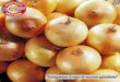 “Entregándote lo mejor de nuestros agricultores” · cebollas amarillas dulces. ... Lambayeque. Podemos señalar ... son irrigados con aguas limpias provenientes del