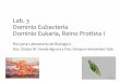 Lab. 3 Dominio Eubacteria Dominio Eukaria, Reino Protista I · • Flagelados-flagelos • Ciliados-cilios • Amebas-pseudópodos ... Vida libre, parasíticos y comensales Macronúcleo
