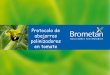 Protocolo de abejorros polinizadores en tomate - Brometánbrometan.com.ar/NewSite/uploads/docs/Protocolo Bombus tomate.pdf · • Instalación de las colmenas (forma) • Dispositivo