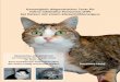 Genauigkeit diagnostischer Tests für feline infektiöse ...geb.uni-giessen.de/geb/volltexte/2014/10912/pdf/HeldSusanne_2013... · RT-nPCR nested reverse Transkriptase Polymerasekettenreaktion