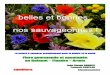 Flore gourmande et spontanée Flandreduccio.e-monsite.com/medias/files/bbs-1.pdfLa nature à savourer gratuitement pour le plaisir et la santé Flore gourmande et spontanée en Hainaut