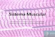 Sistema Muscular - Home - Fonovim Tecido Muscular é constituído por células alongadas, que contêm grande quantidade de filamentos citoplasmáticos de proteínas contráteis, geradoras