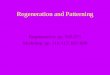 Regeneration and Patterning - .Regeneration •“I’d give my right arm to know the secret of regeneration”