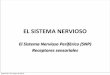 EL SISTEMA NERVIOSO - academico.upv.clacademico.upv.cl/doctos/PEEF-4192/{18D6260D-6D1D-44D5-B67C... · • Receptores para los sentidos especiales: ... nerviosas sensitivas hacia