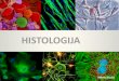 HISTOLOGIJA - CPCTAS-LCMBcpctas-lcmb.pmf.kg.ac.rs/lcmb/biologija coveka/Histologija-vezbe... · Tkiva su grupe ćelijakoje običnoimaju iste ili sličnemorfološkei funkcionalne odlike,