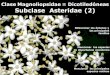 Clase Magnoliopsidae = Dicotiledóneas Subclase … 19... · Cinchona officinalis “Quina ... 7.-Qué importancia medicinal tienen las plantas del género Cinchona originarias de