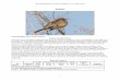 Data for solsort - Velkommen til "Fuglehåndbogen på ...fuglehaandbogen.dk/wp-content/uploads/2014/12/Solsort2.pdf · udvælger mage efter hvor orangegul hannens næbfarve er, og