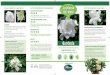 Gardenia - flover.it€¦ · Perché scegliere la gardenia FIORI INCANTEVOLI E PROFUMATISSIMI Bianchi, splendidi, fragranti: i fiori della gardenia sono di rara bellezza. Da sempre