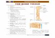 THE SKELETAL SYSTEM - Human Anatomy and .THE SKELETAL SYSTEM BMLS 2–E |Saint Louis University 2