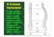 A Coluna Verterbral - profedf.ufpr.br Vertebral.pdf · Obliquo interno Oblíquo externo transverso abdominal Abdominais. 61 Pressão intra-abdominal – Age como um balão que expande