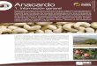 Anacardo 1 Anacardo / Información general · El anacardo produce un falso fruto suave, brillante y jugoso, conocido como man-zana de anacardo que tiene una única nuez de cáscara
