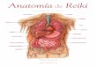 Anatomía de Reiki · Glándulas suprarrenales: Parte del sistema endocrino, las glándulas suprarrenales segregan hormonas que regulan diversas funciones en el cuerpo, uno de los