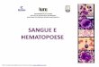 SANGUE E HEMATOPOESE - cenapro.com.br · Osso normal Osteoporose 30 PERÍODO MEDULAR DA HEMATOPOESE PDF created with pdfFactory Pro trial version . A MO …
