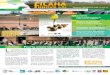 Pour la modernisation de l’oléiculture, en Algériefilaha-dz.com/Filahainove/revue4.pdf · es projections de la prodd duction d’huile d’olive, en Algérie à l’horizon 2014
