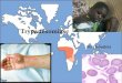 Trypanosomiase - univ.ency-education.comuniv.ency-education.com/uploads/1/3/1/0/13102001/parasito31... · Les Trypanosomiases sont des protozooses dues à des flagellés sanguicoles