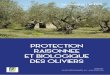 PROTECTION RAISONNEE ET BIOLOGIQUE DES …€¦ · 5 L’olivier est un arbre typiquement méditerranéen. Il est adapté à des étés chauds et secs, des intersaisons douces et