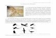 La classe des Oiseaux - page d'accueil de nicolas … · La classe des Oiseaux Introduction C'est en 1861 que l'ancêtre de tous les Oiseaux actuels fut découvert en Allemagne dans