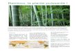 Bambou, la plante puissante - i-like-news.neti-like-news.net/files/1095/inf-bambus-die-powerpflanze-fr.pdf · Le bambou aspire de la terre l’eau. La puissance des plantes normales