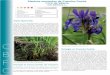 Espèces menacées de Franche-Comté L’Iris de Sibérie … · par des insectes et la dispersion des graines, ... ne sont pas différenciables d’Iris sibirica sans une étude