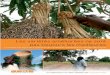 Sélingué au Mali. - fedevaco.ch · Ce rapport rend compte de l'élaboration du témoignage des paysans spécialistes des semences sur les méthodologies de sélection participative