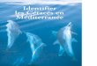 Identifier les Cétacés en Méditerranée - safarimarine.fr · ... observer et identifier les cétacés en mer. Il est ... la différence entre les deux espèces ... à la vue des