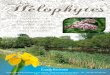 Connaître et reconnaître les principales espèces des ...educatif.eau-et-rivieres.asso.fr/pdf/livret-helophytes.pdf · Les fleurs jaunes, sortes de tournesols miniatures, apparaissent