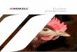 Poules pondeuses - roxell.com€¦ · Roxell développe, conçoit et fabrique des systèmes d’alimentation qui aident les éleveurs à produire des protéines animales avec le meilleur