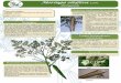 Moringa oleifera Lam. - jardinsdumonde.org · Ce petit arbre à croissance rapide, porte un feuillage caduc et son écorce est claire. Ses feuilles sont compo-sées de nombreuses