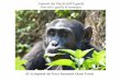 Animali dei Parchi dell'Uganda Non solo i gorilla di … dei Parchi dell... · Animali dei Parchi dell'Uganda Non solo i gorilla di montagna Animali lungo il canale Kazinga che unisce
